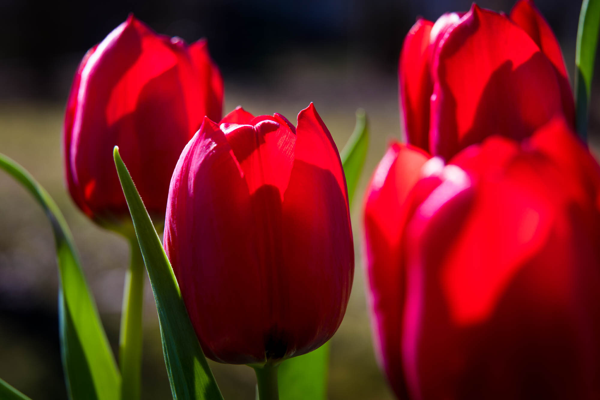 rote Tulpen | © Andreas Bender