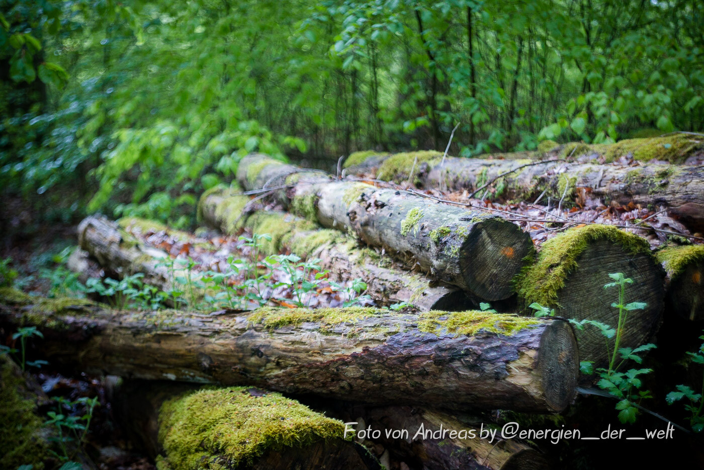 Waldnymphe - Wald 0034 | © Andreas Bender