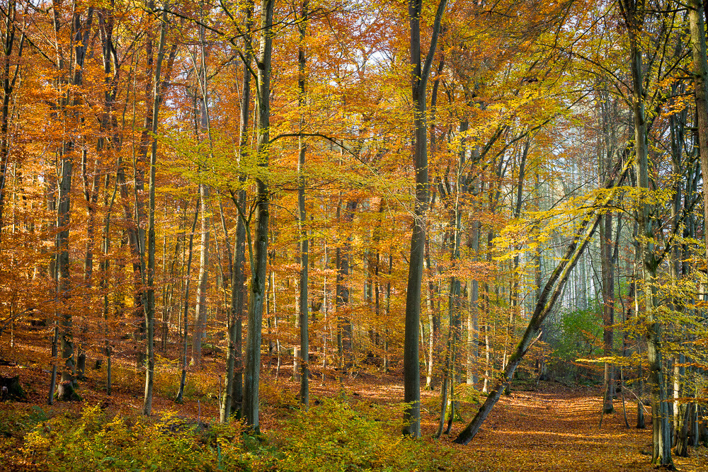 Herbstwald | © Andreas Bender