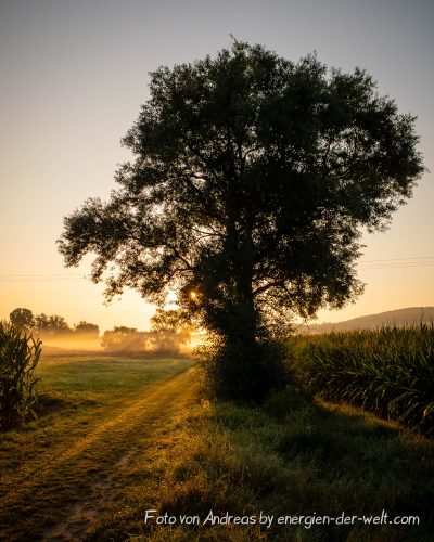 Wie dir ein Baum eine Anleitung gibt, damit du in dein inneres Gleichgewicht kommst.